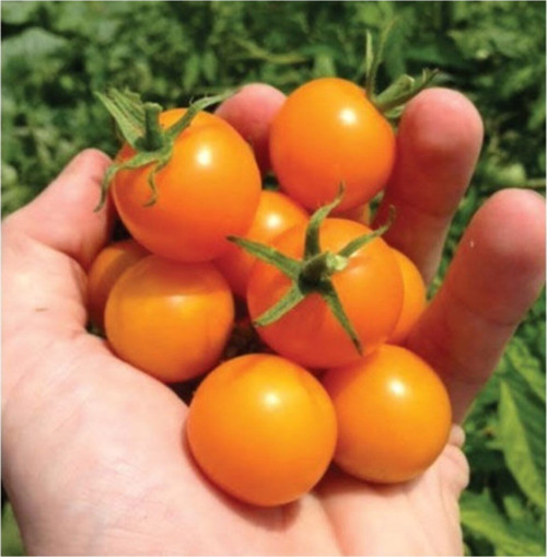 Eko Paket Nadir Ithal Turuncu Cherry Domates Tohumu Turuncu Domates 35 Adet Tohum