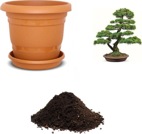 Ithal Karaçam Bonsai Ağacı Tohumu Ekim Seti