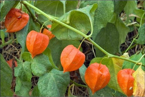 Tropikal Güvey Feneri Tohumu 5 Adet Tohum