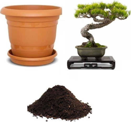 Nadir Fıstık Çamı Bonzai Ağacı Tohumu Ekim Seti
