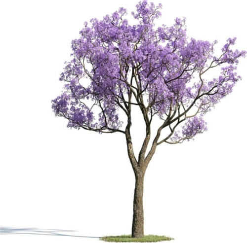 Nadir Jakaranda Ağacı Tohumu 10 Adet Tohum Jacaranda Mimosifolia