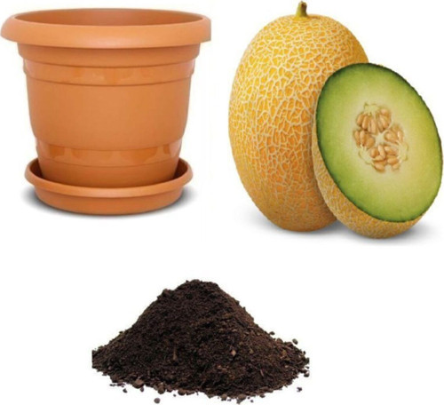 Ananas Kavun Tohumu Ekim Seti