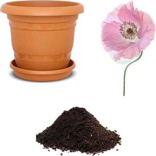 Pembe Gelincik Çiçeği Tohumu Ekim Seti