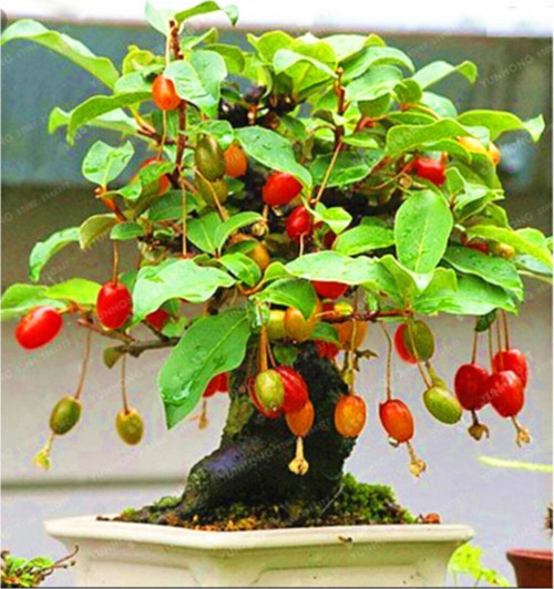 Bodur Kızılcık Bonzai Ağacı Tohumu 5 Adet Bonsai Ağacı Tohumu
