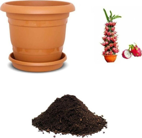 Tropikal Saksılık Pitaya Tohumu Ekim Seti