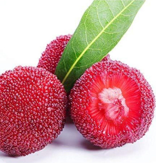 Tropikal Çin Çileği Tohumu 2 Adet Tohum Myrica Çilek