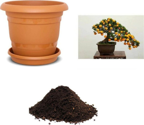 İthal Kayısı Bonzai Ağacı Tohumu Ekim Seti