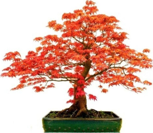 Red Maple Bonzai Ağacı Ekim Seti 5 Adet Tohum Saksı Toprak Kombin