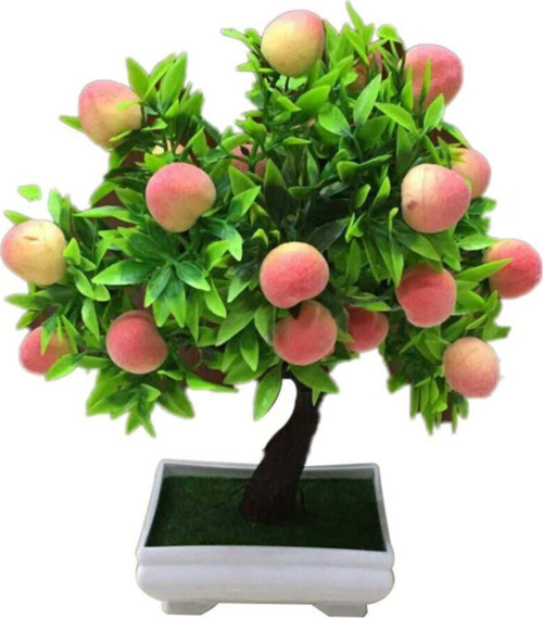 Bodur Bonsai Şeftali Ağacı Tohumu Ekim Seti 1 Adet Tohum + Saksı + Toprak