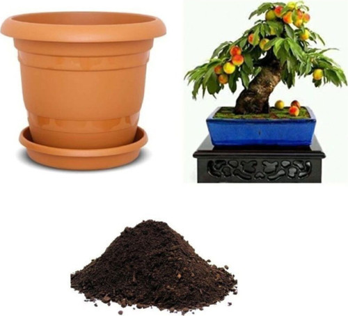 İthal Şeftali Bonzai Ağacı Tohumu Ekim Seti