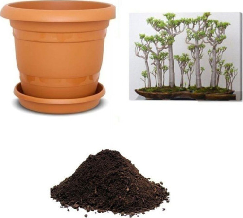 Japon Kavağı Bonzai Ağacı Tohumu Ekim Seti