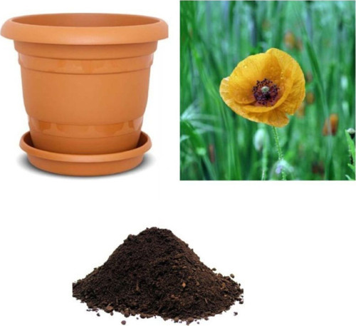 Sarı Gelincik Çiçeği Tohumu Ekim Seti