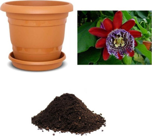 Ithal Passiflora Quadrangularis Tohumu Ekim Seti