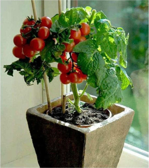 Eko Paket Cherry Domates Tohumu Saksılık Domates Tohumu 65 Adet Tohum
