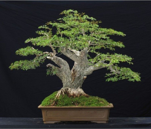 Bodur Bonsai Meşe Ağacı Tohumu Ekim Seti 3 Adet Tohum + Saksı + Toprak