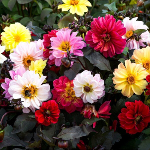 Dahlia Yıldız Çiçeği Tohumu-30 Tohum