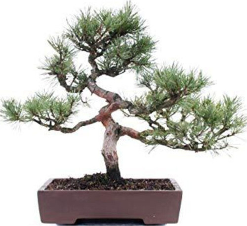 Sarıçam Bonzai Ağacı Tohumu 5 Adet Bonsai Ağacı Tohumu