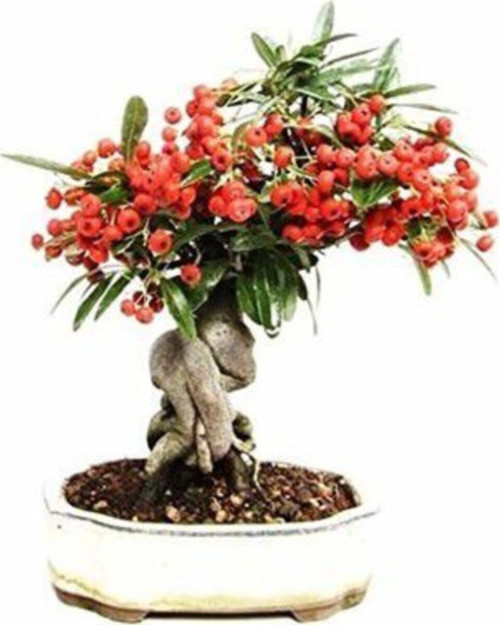 Bodur Bonsai Kahve Ağacı 5 Adet Tohum