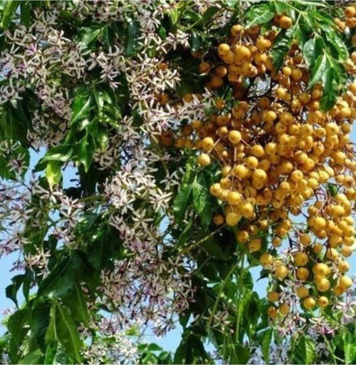 Tespih Ağacı Tohumu Mellia Azadarach Tohumu Ekim Seti 10 Adet Tohum + Saksı + Toprak