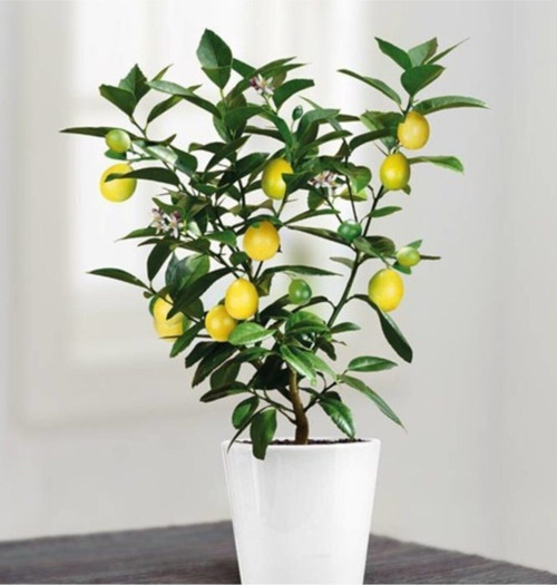 Bodur Bonsai Limon Ağacı Tohumu Ekim Seti 5 Adet Tohum + Saksı + Toprak