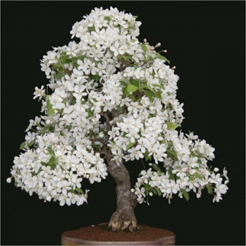 Beyaz Zakkum Bonzai Ağacı Tohumu 5 Adet Bonsai Ağacı Tohumu