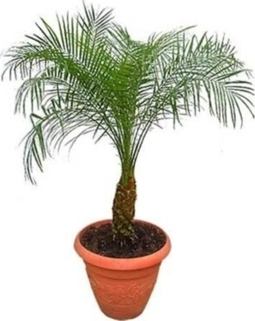 Cocos Palmiyesi Ağacı Tohum Ekim Seti 3 Adet Tohum + Toprak + Saksı