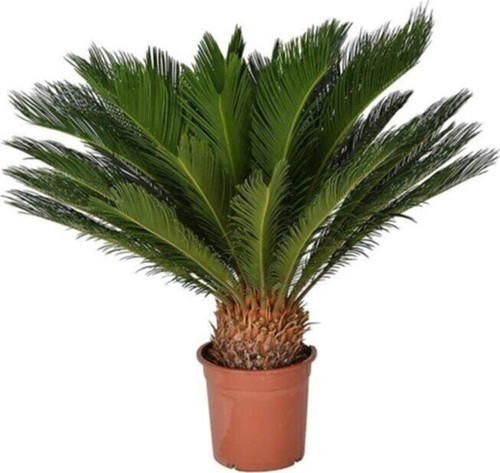 Nadir Ithal Cycas Tohumu 3 Adet Tohum Sikas Revoluta