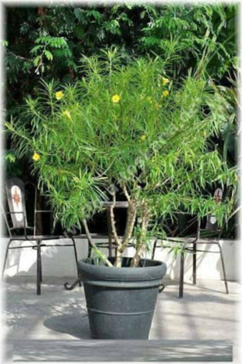 Peru Zakkumu Bonzai Ağacı Tohumu 3 Adet Bonsai Ağacı Tohumu