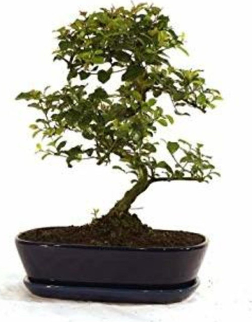 Mor Tesbih Bonzai Ağacı Tohumu 5 Adet Bonsai Ağacı Tohumu