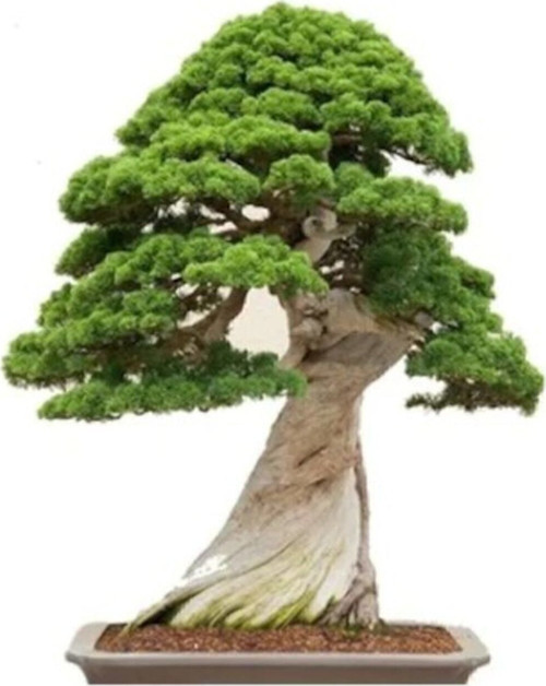 Look Okaliptüs Bonzai Ağacı Tohumu 5 Adet Bonsai Ağacı Tohumu Th-8777963100144