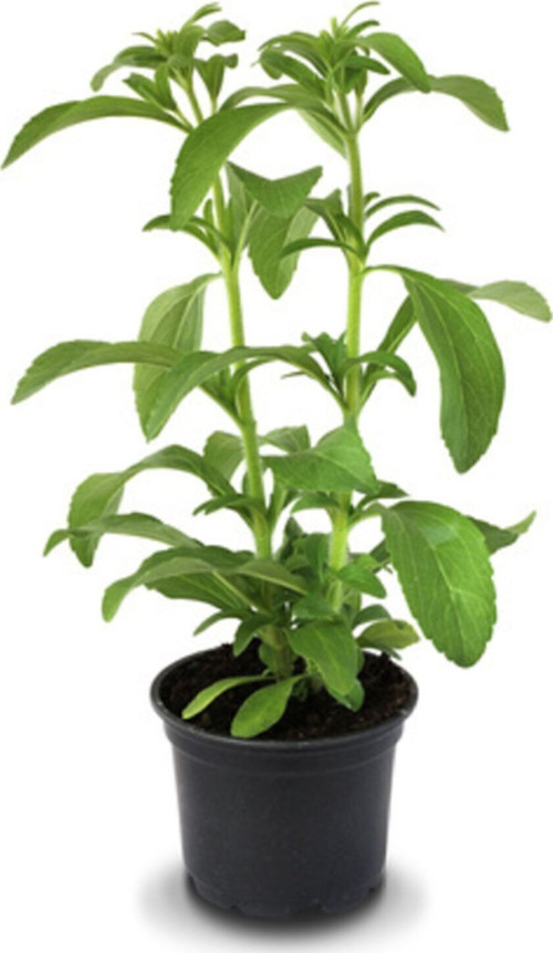 Stevia Ekim Seti 10 Adet Tohum Saksı Toprak Şekerotu