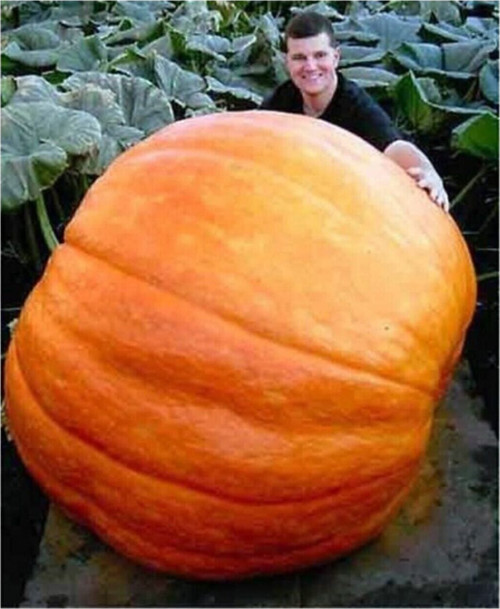 Ithal Dev Kabak Tohumu 2 Adet Tohum Atlantik Giant Bal Kabağı