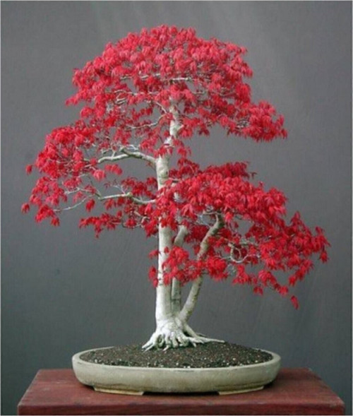 Bodur Acer Rubrum Bonzai Ağacı Ekim Seti 5 Adet Tohum Saksı Toprak Kombin