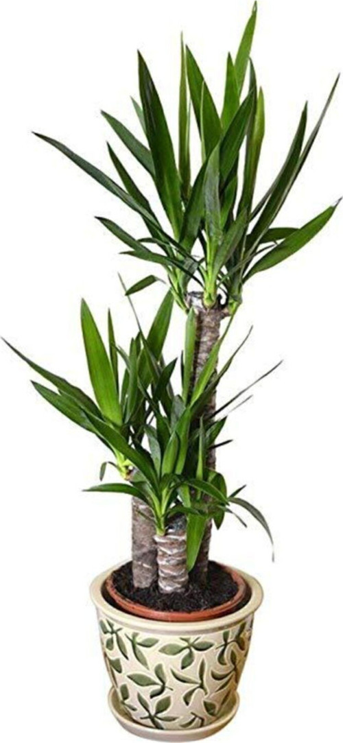 Nadir Yucca Ağacı Tohumu 5 Adet Tohum Avize Çiçeği