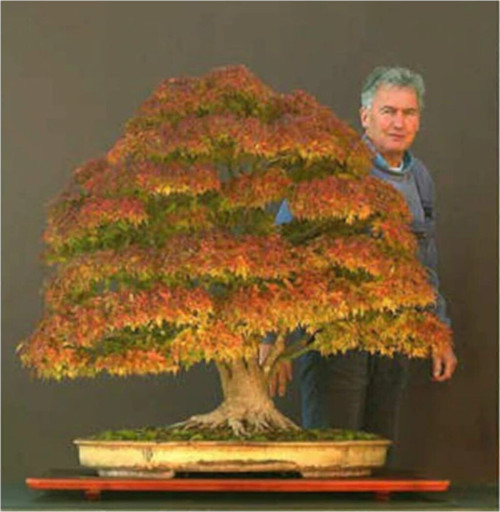 Bodur Çınar Bonzai Ağacı Tohumu 5 Adet Bonsai Ağacı Tohumu