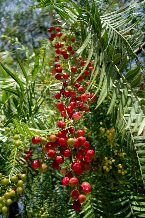 Yalancı Karabiber Ağacı ( Schinus Molle ) Tohumu / 5 Adet Tohum