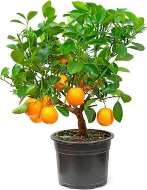 Bodur Portakal Bonzai Ağacı Tohumu 5 Adet Bonsai Ağacı Tohumu