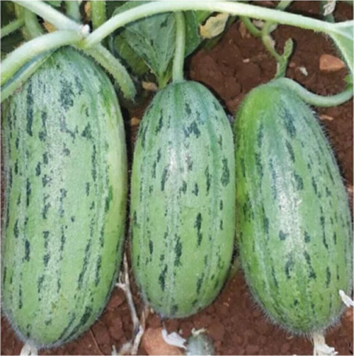 Yeşil Badem Çin Acur Tohumu 10 Adet Tohum Çin Acuru Tohumu