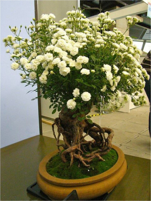 Bodur Beyaz Gül Bonzai Ağacı Tohumu 5 Adet Tohum Bonsai Ağacı Tohumu