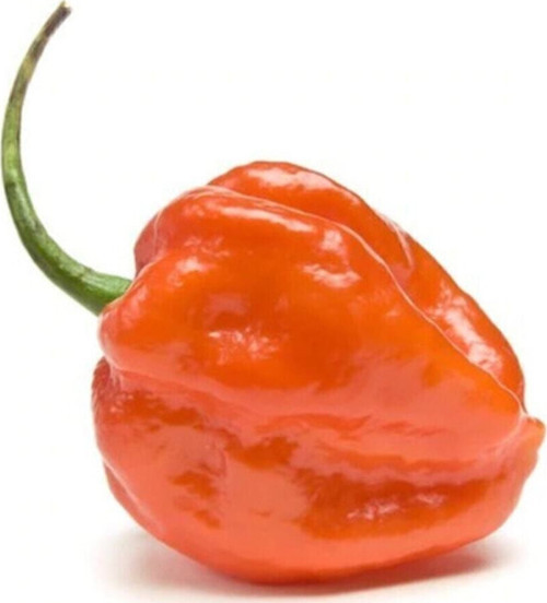 Çok Acı Habanero Biberi Tohumu 5 Adet Tohum Biber Tohumu