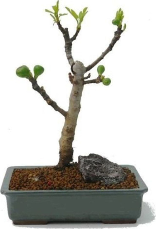Bodur Siyah İncir Bonzai Ağacı Tohumu 5 Adet Tohum Bonsai Ağacı Tohumu