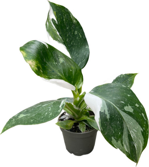 Philodendron 'White Wizard'