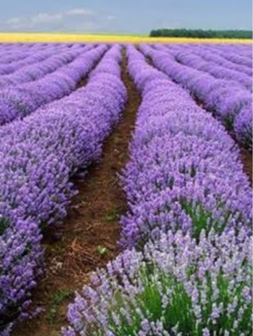 50 Adet Angustifolia Lavanta Fidesi Fidanı Açık Kök