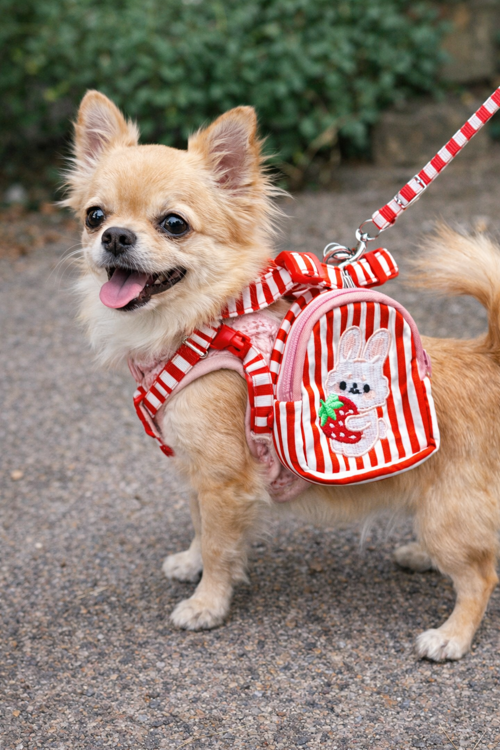 Evcil Hayvan Köpek ve Kedi Taşıma Çantası