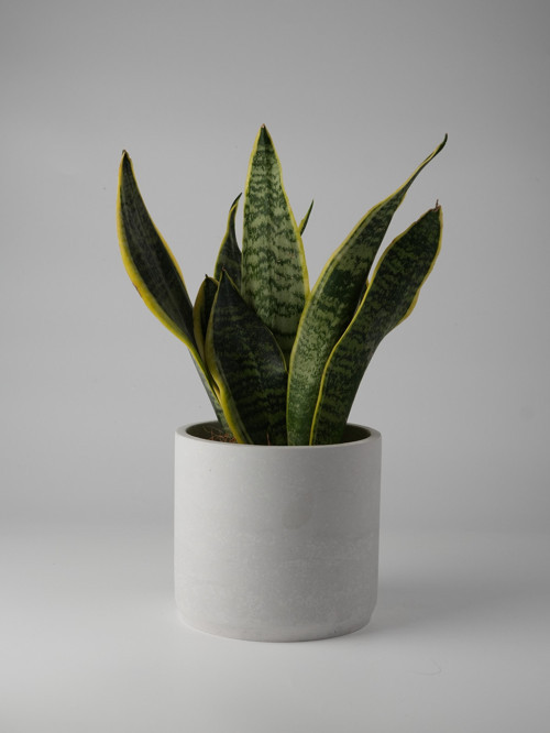 Dekoratif Beton Saksı - Orta Boy Silindir - 13x15CM