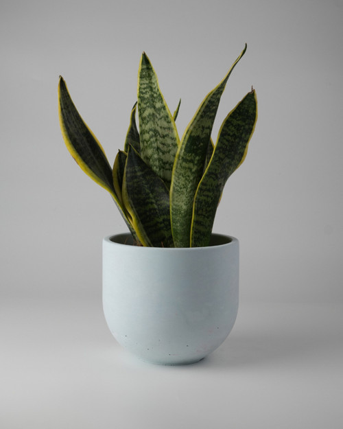 Dekoratif Beton Saksı - Orta Boy Yuvarlak - 15x14cm 2L