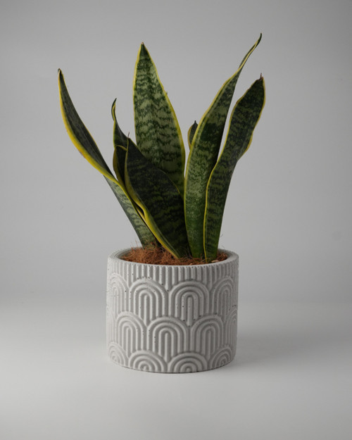 Dekoratif Beton Saksı WAVY - Gri / Beyaz 11x14CM - 1L