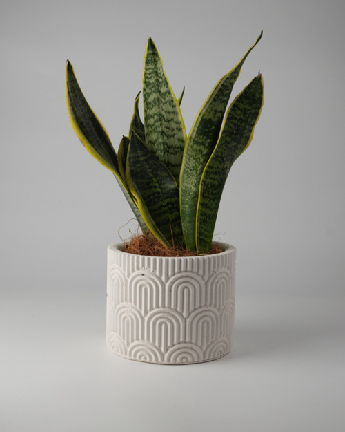Dekoratif Beton Saksı WAVY - Gri / Beyaz 11x14CM - 1L