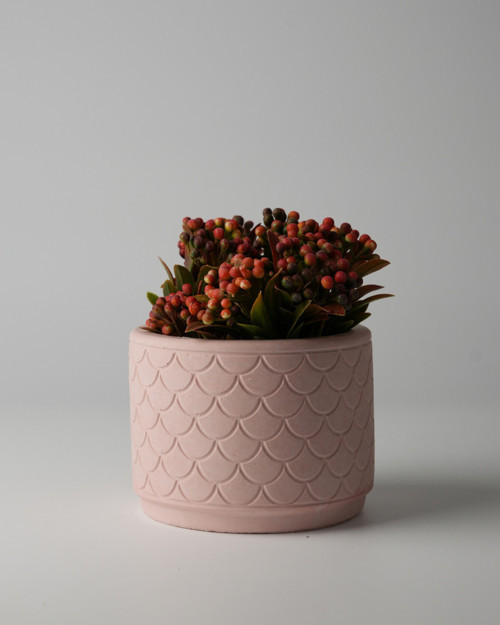 Dekoratif Beton Saksı - Balık Pulu 8x10 0.25L Küçük Boy Saksı