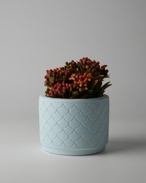 Dekoratif Beton Saksı - Balık Pulu 8x10 0.25L Küçük Boy Saksı